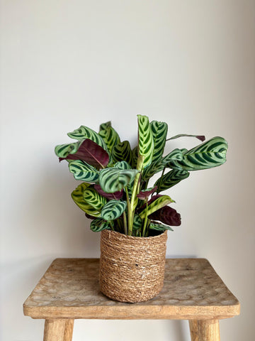 Calathea