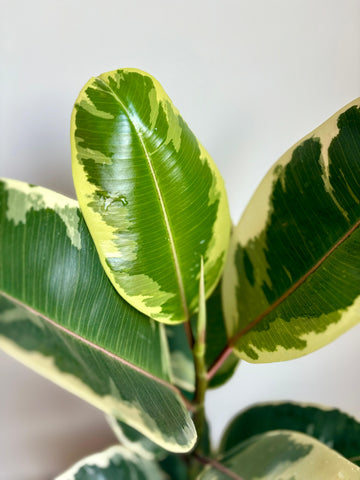 Ficus Elastica