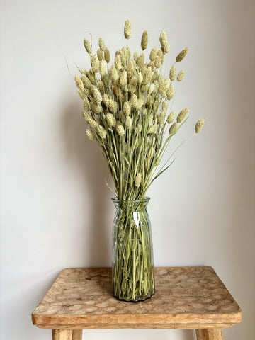 Phalaris Natural