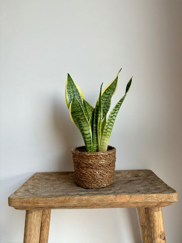 Sansevieria S