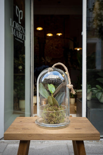 Kokedama robusta - Lorena Marco