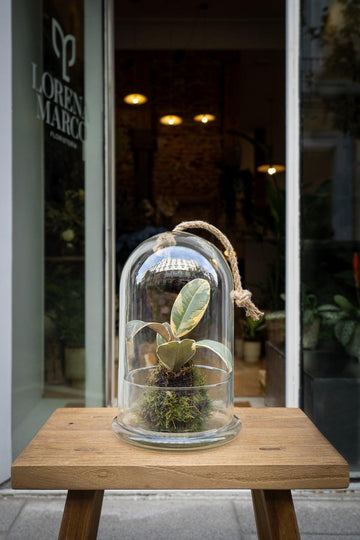 Kokedama Tineke - Lorena Marco