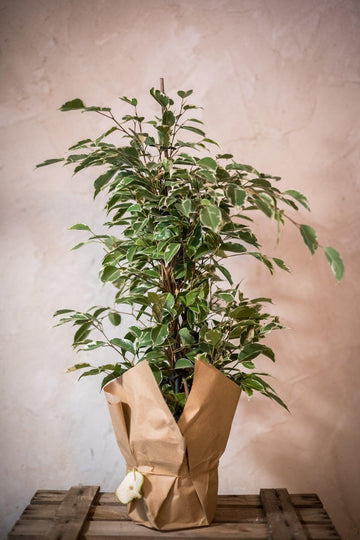 Ficus Benjamina - Lorena Marco