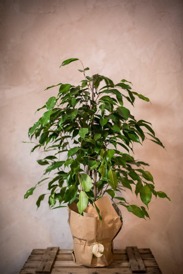 Ficus Benjamina - Lorena Marco