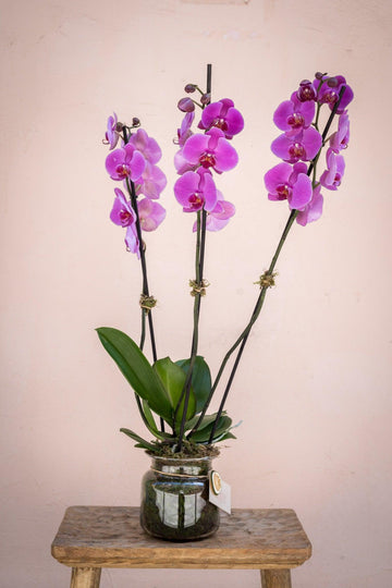 Orquídeas Lilas - Lorena Marco