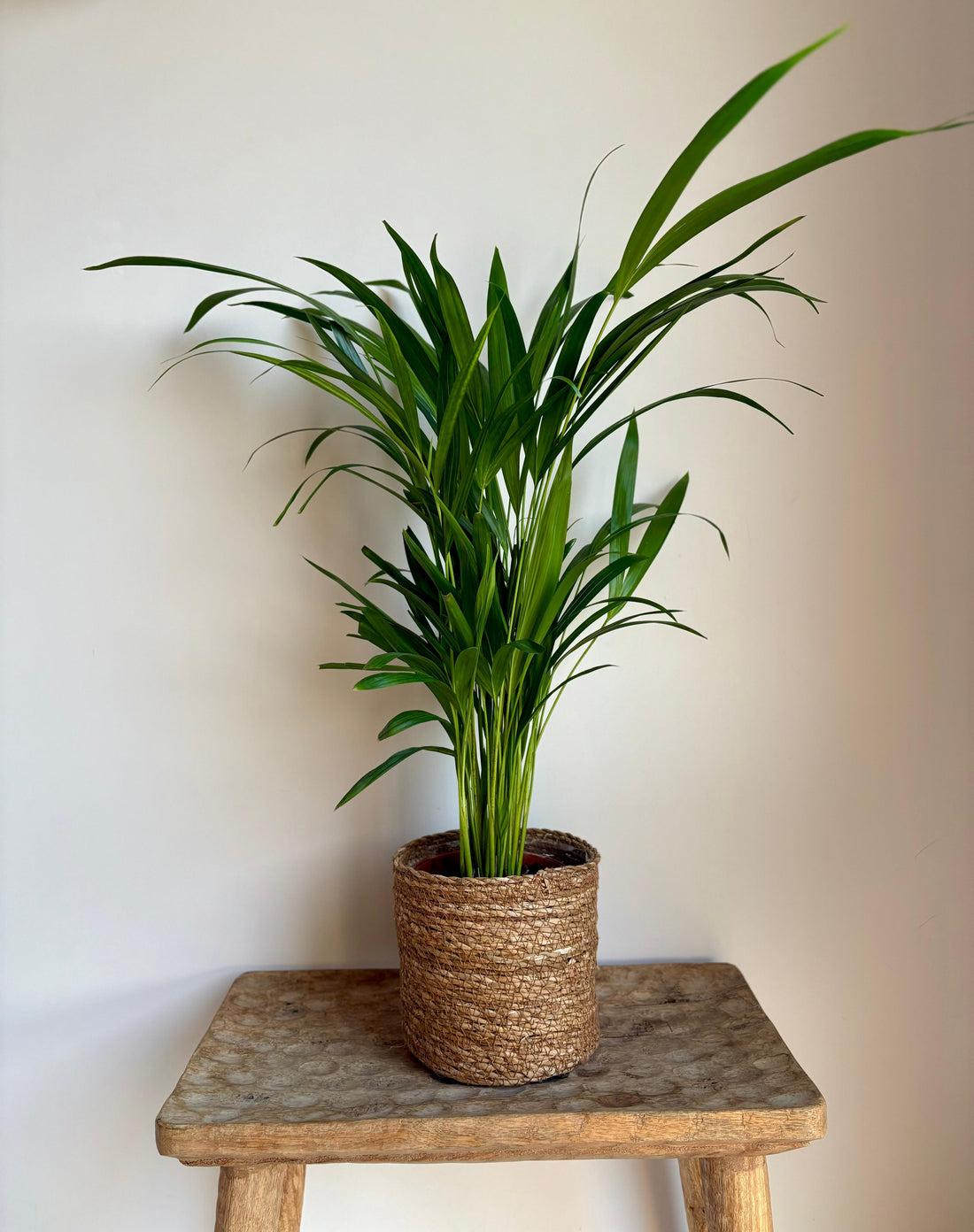 Areca DYPSIS