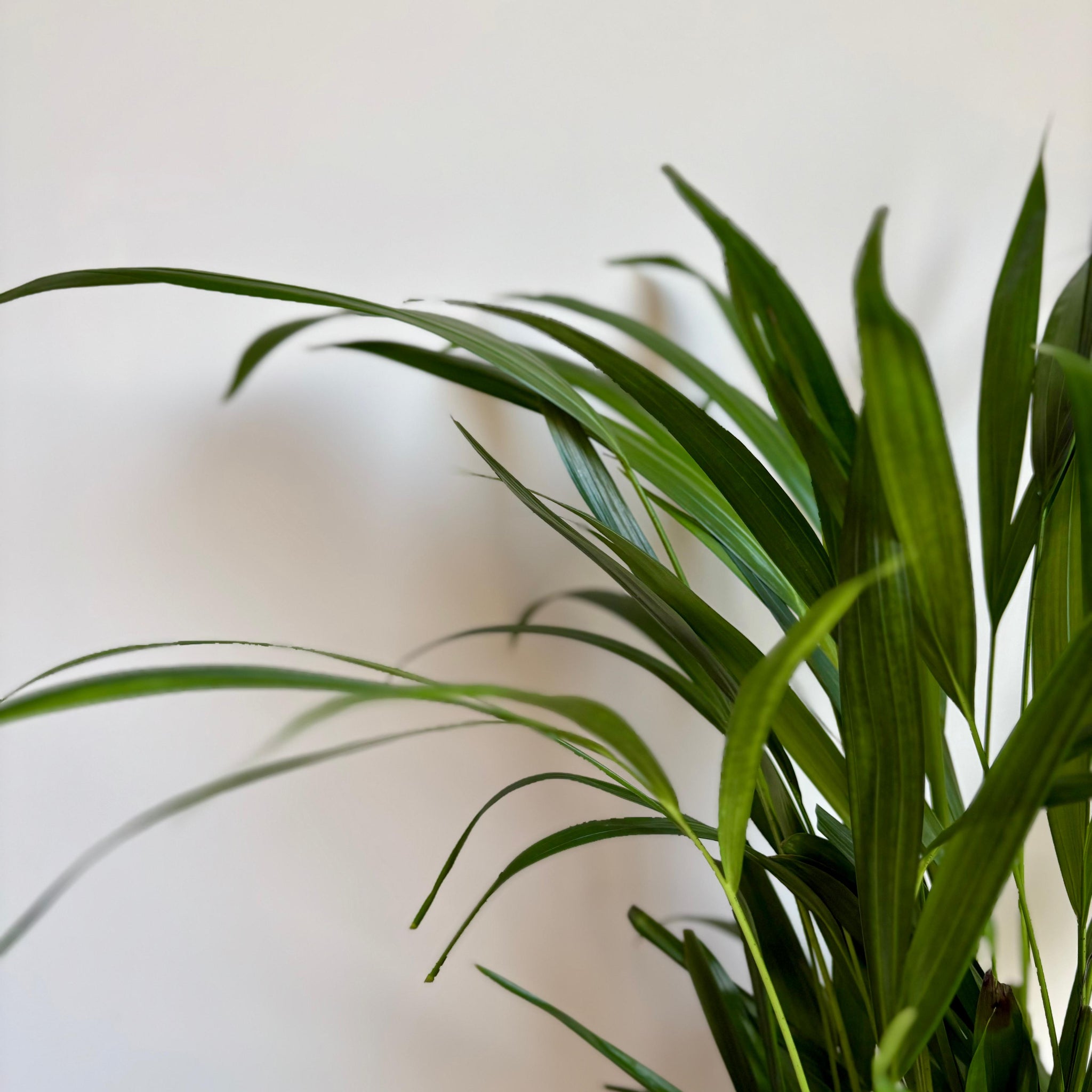 Areca DYPSIS