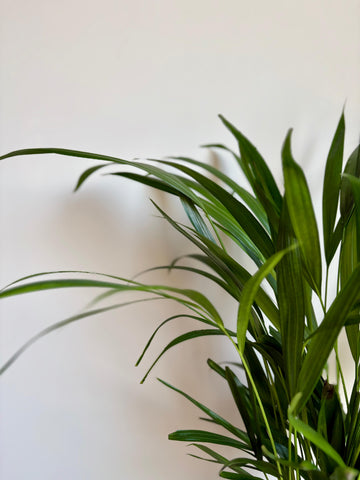 Areca DYPSIS