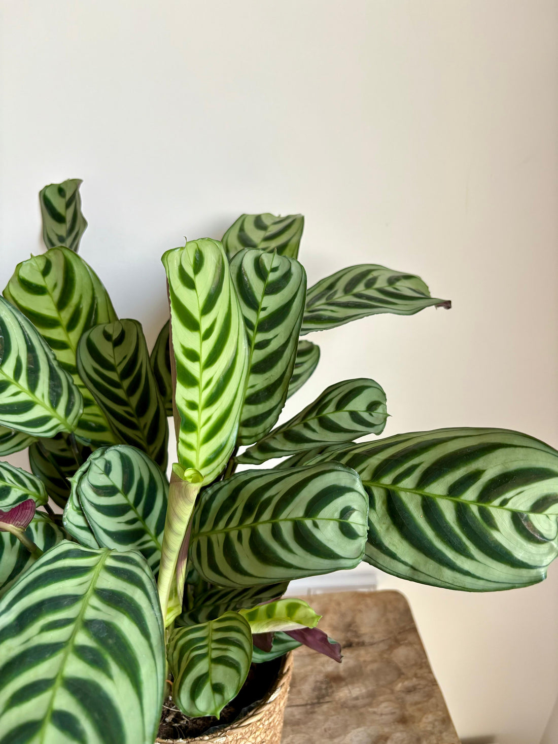 Calathea