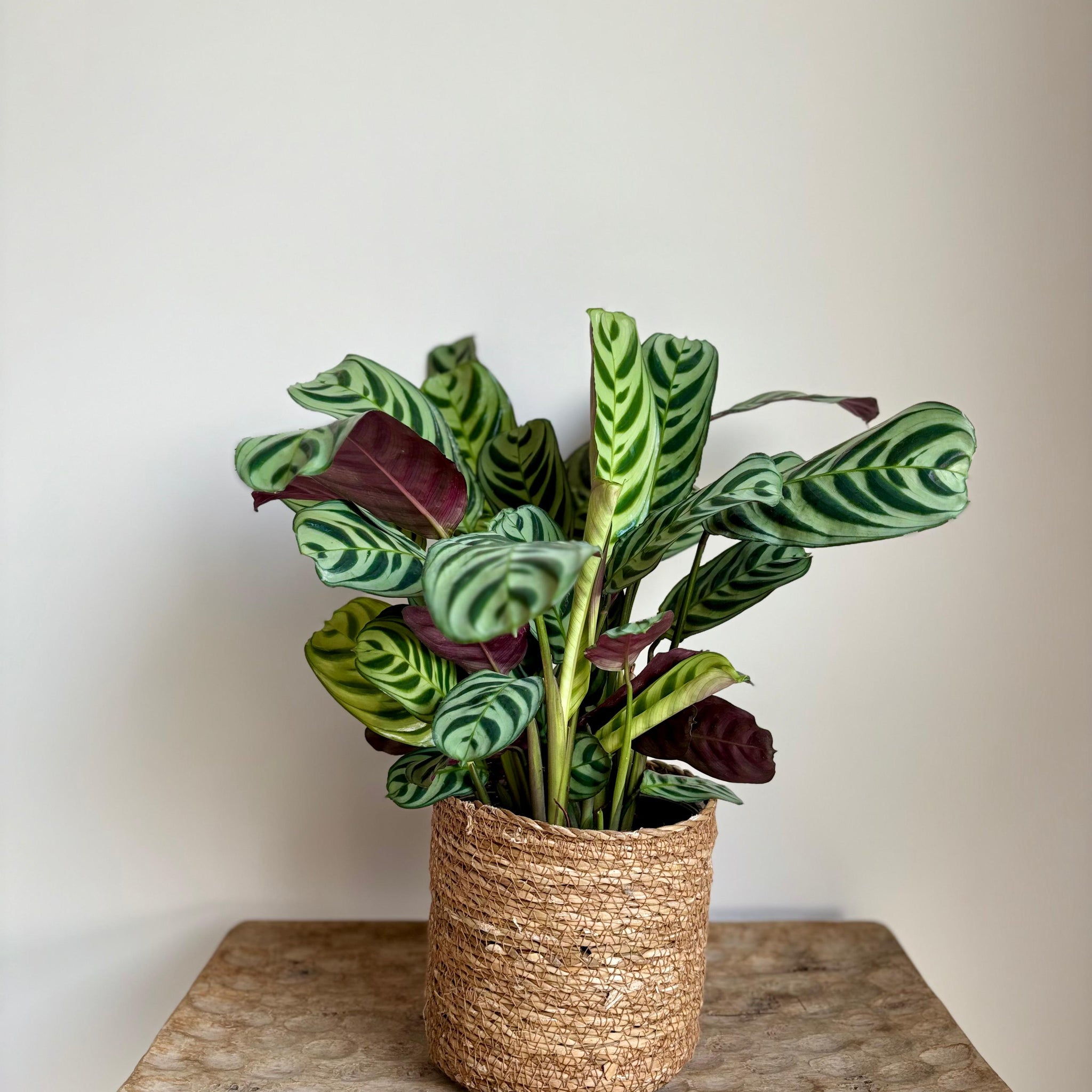 Calathea