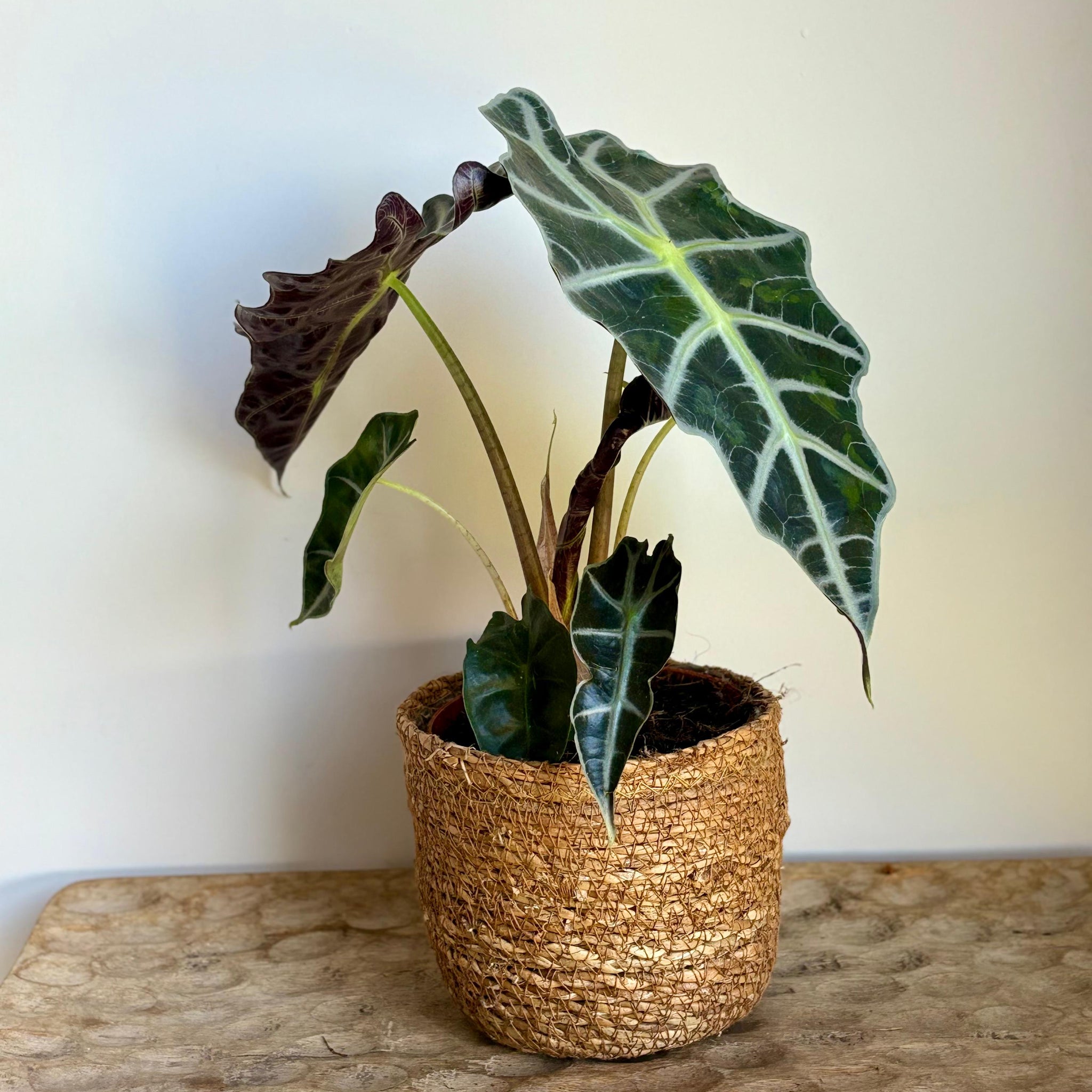 Alocasia Amazónica
