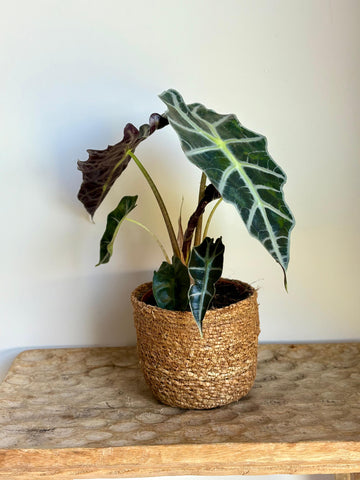 Alocasia Amazónica