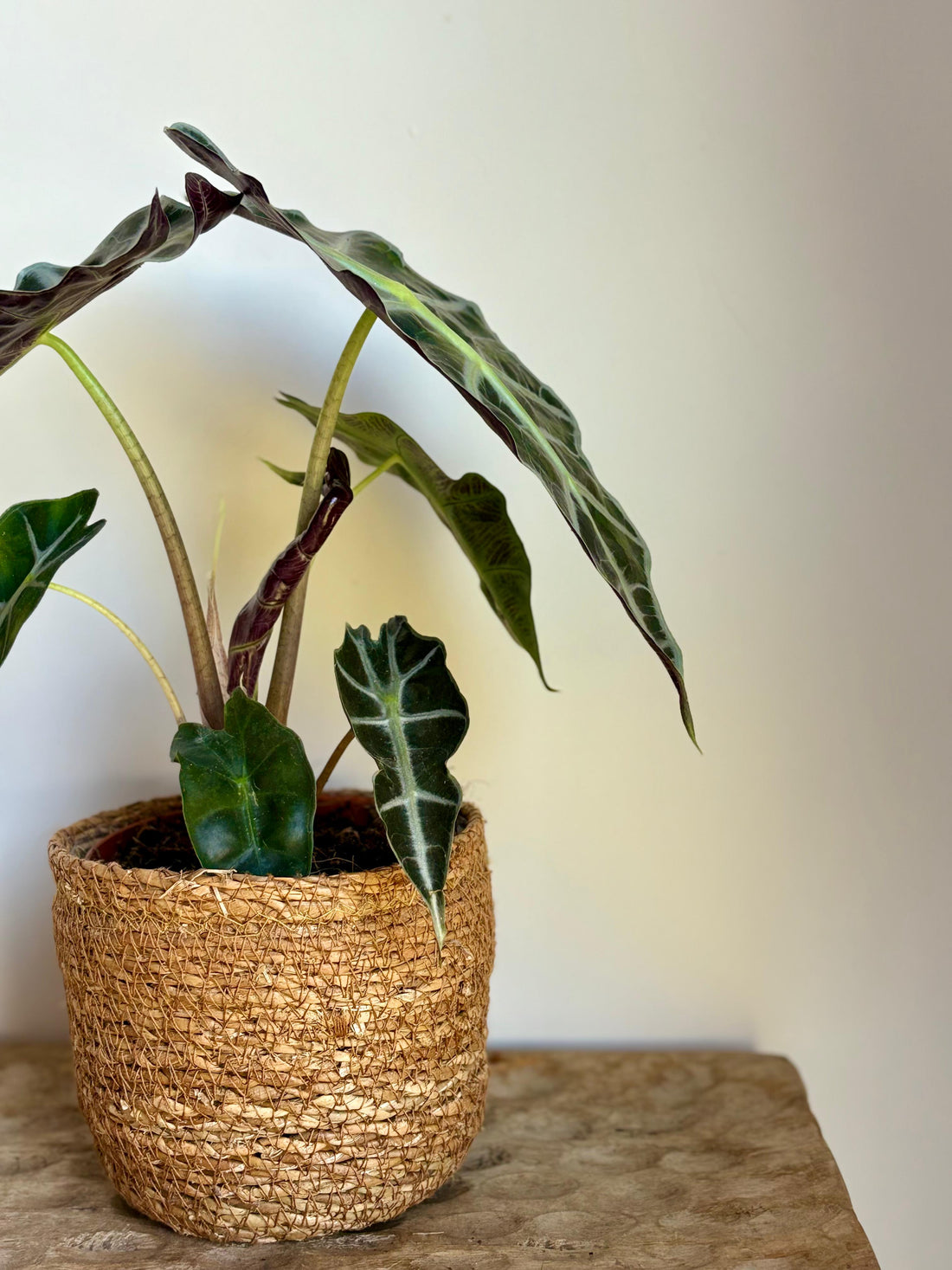 Alocasia Amazónica