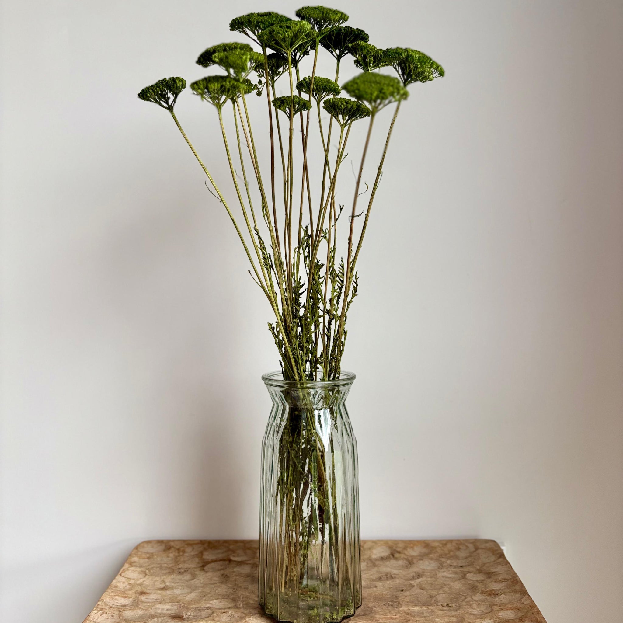 Achillea Verde Preservada