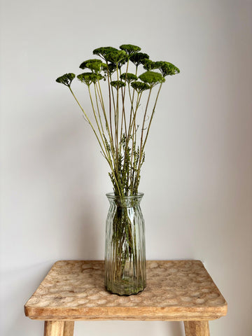 Achillea Verde Preservada