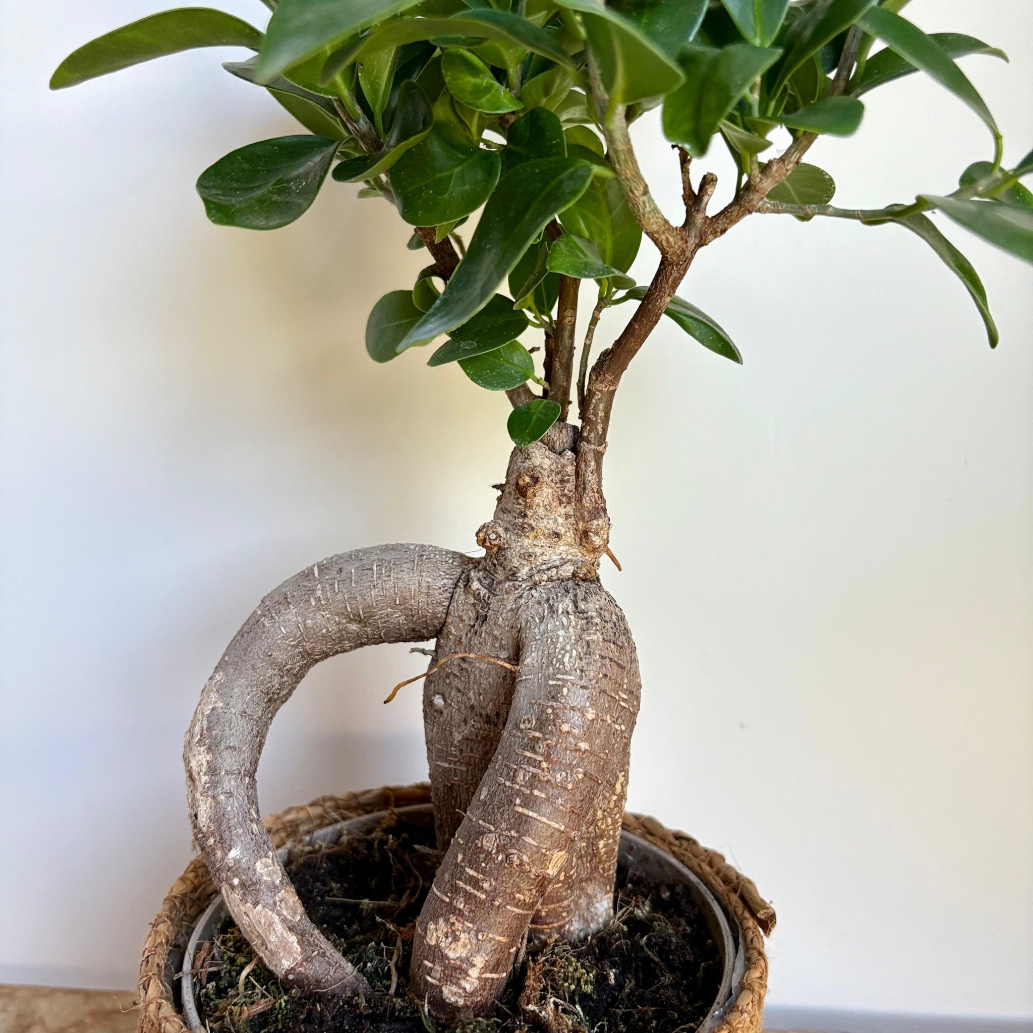 Bonsai Microcarpa Ginseng