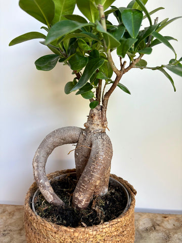 Bonsai Microcarpa Ginseng