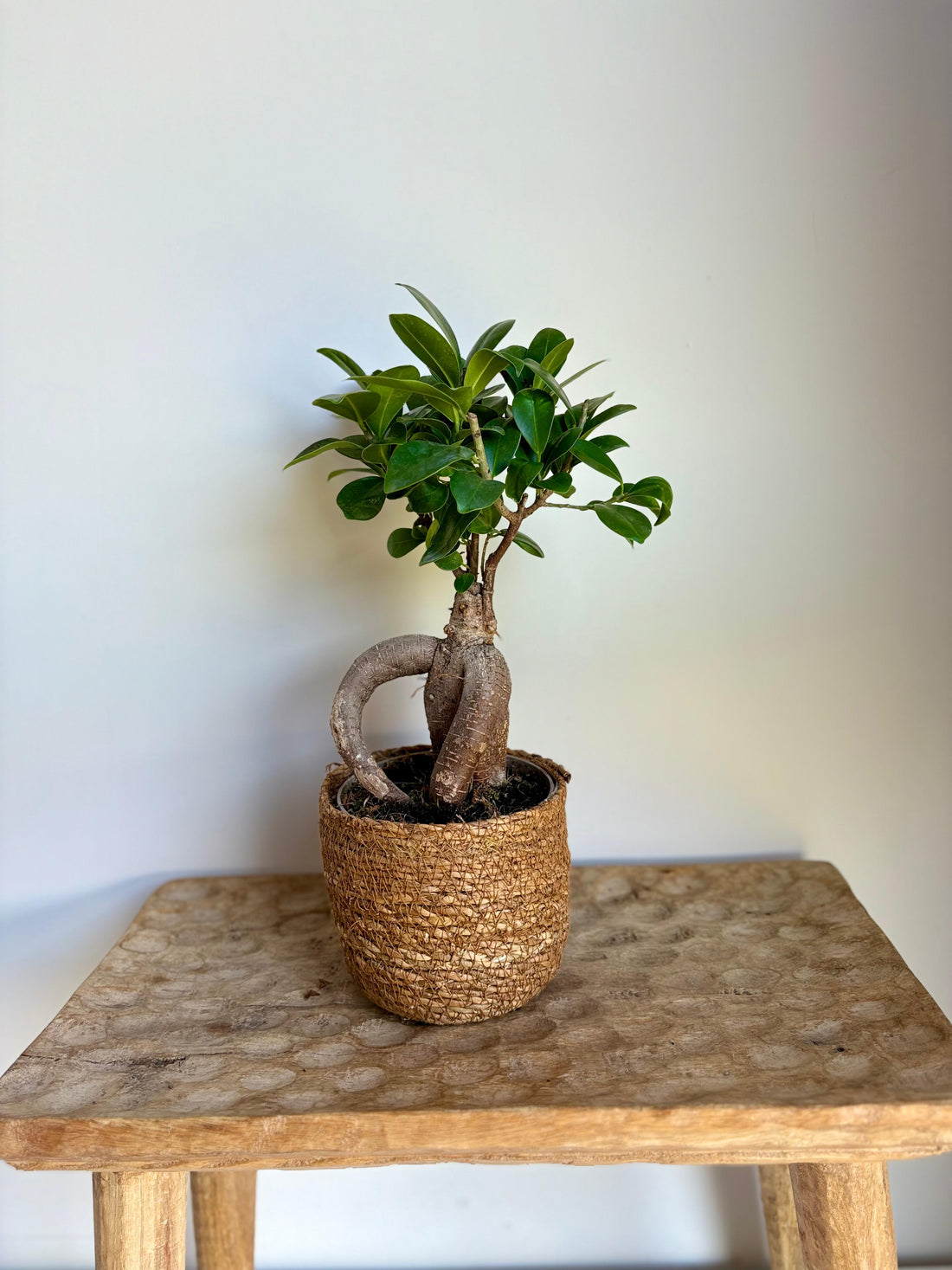 Bonsai Microcarpa Ginseng