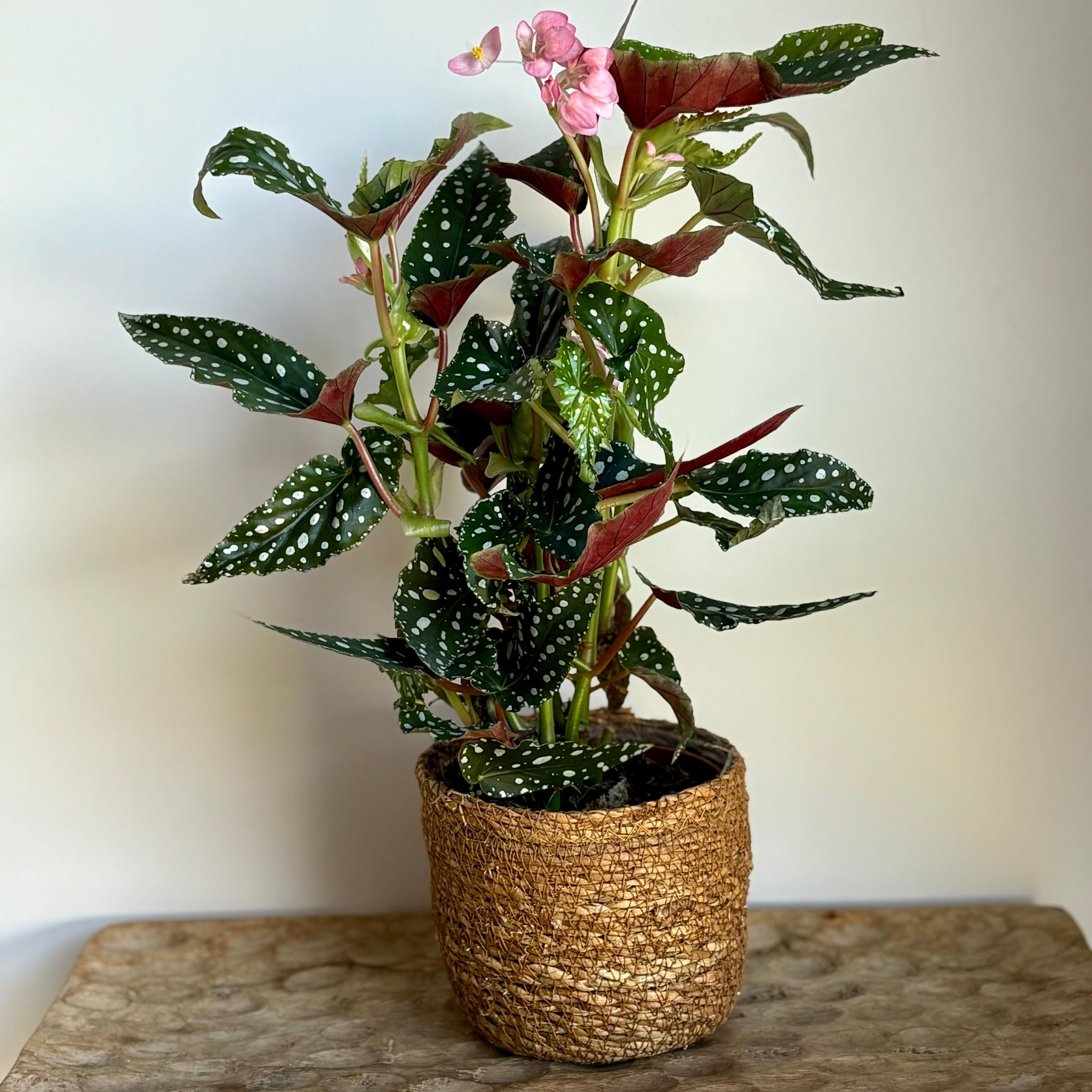 Begoña maculata