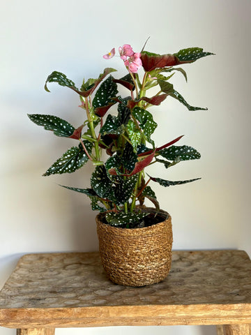 Begoña maculata