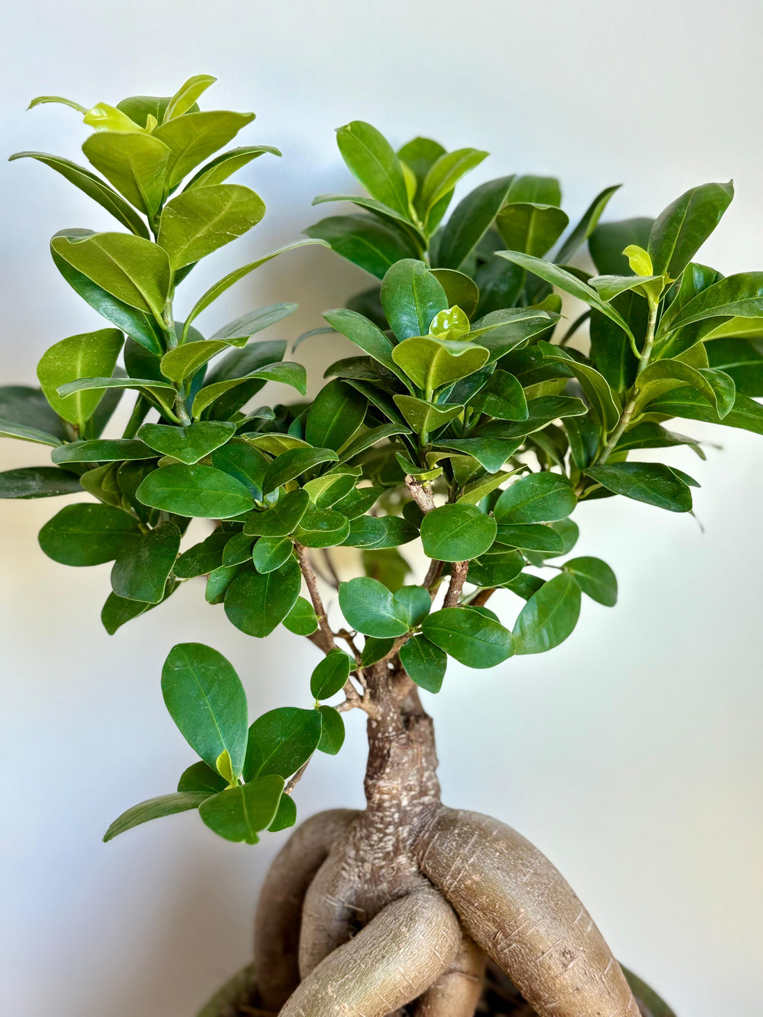 Bonsai Ginseng