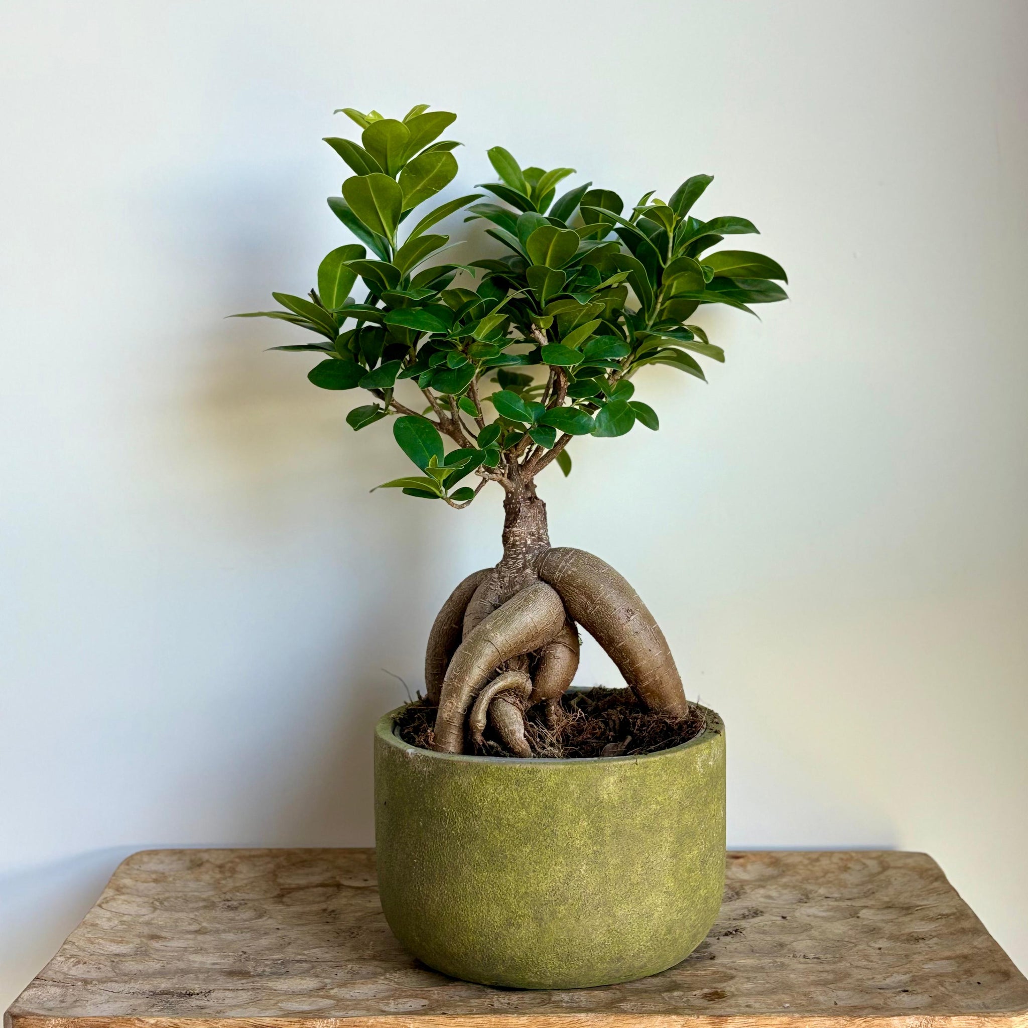 Bonsai Ginseng