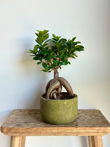 Bonsai Ginseng
