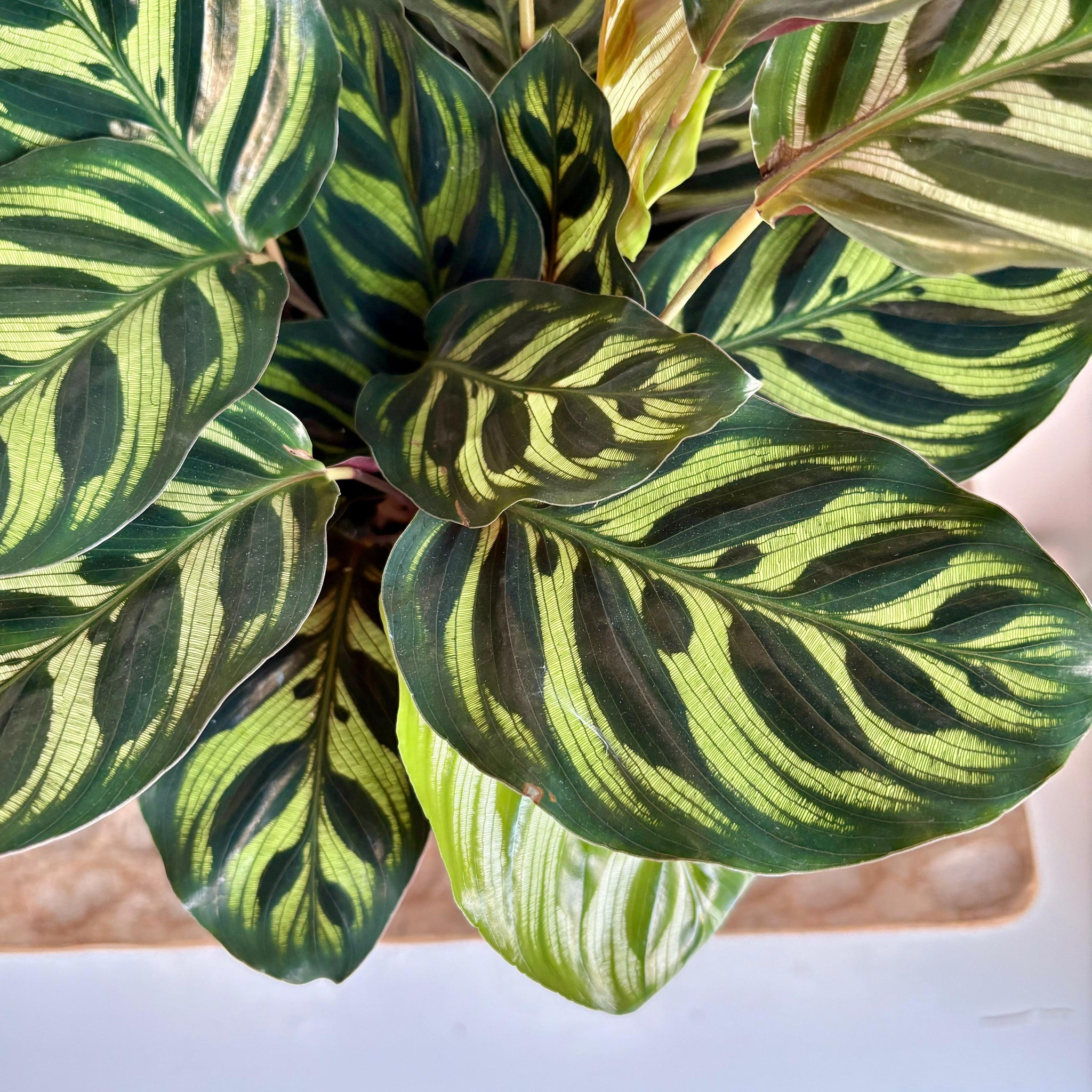 Calathea Makoyana