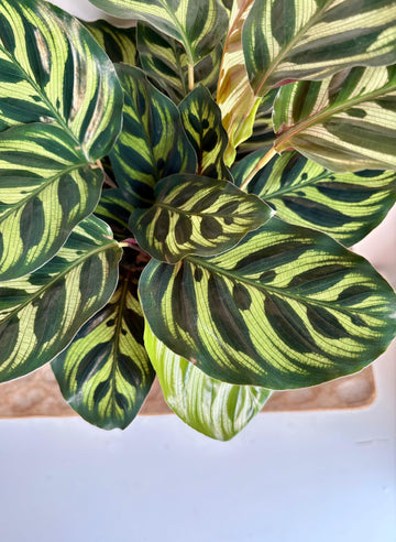 Calathea Makoyana