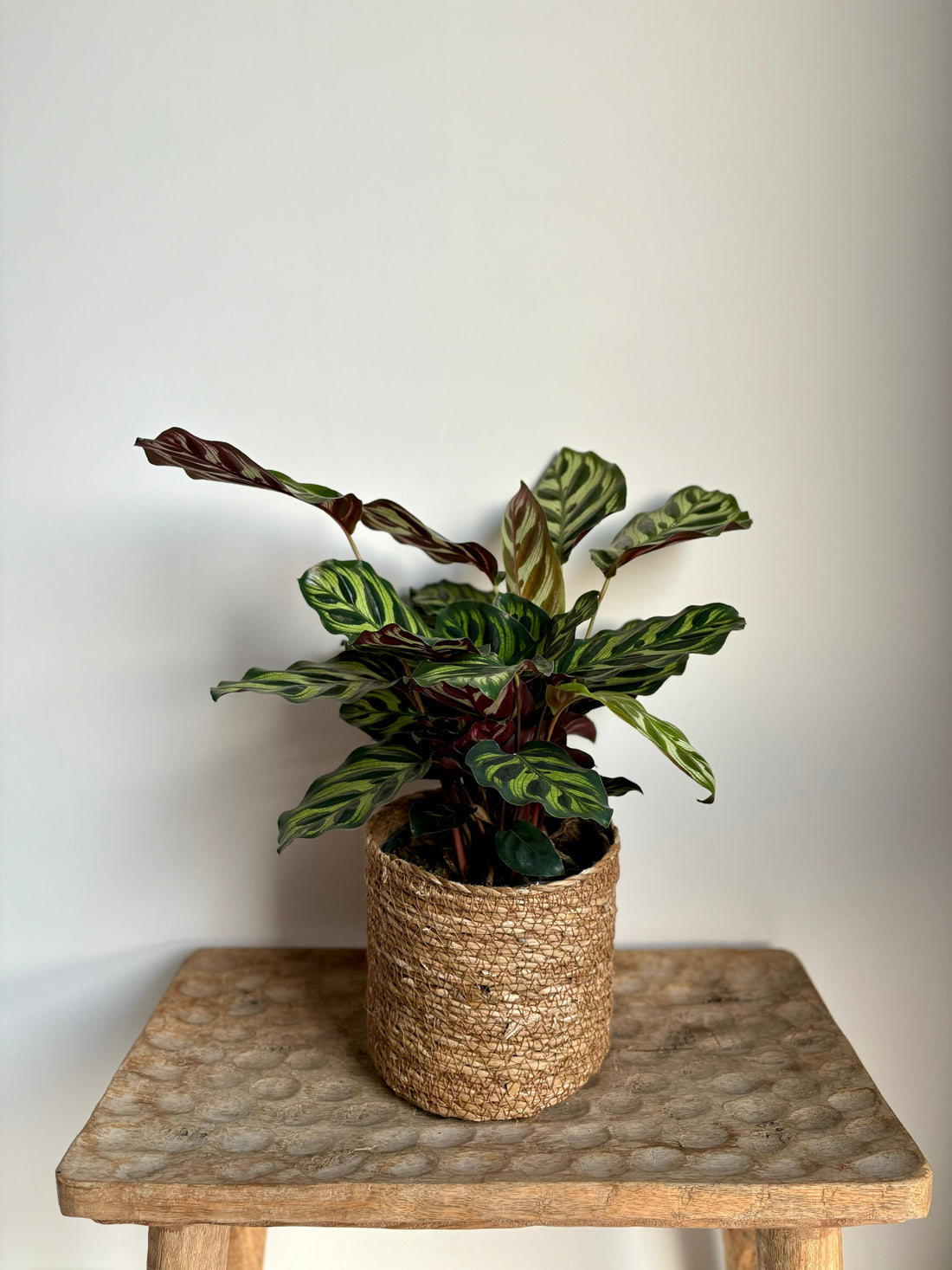 Calathea Makoyana