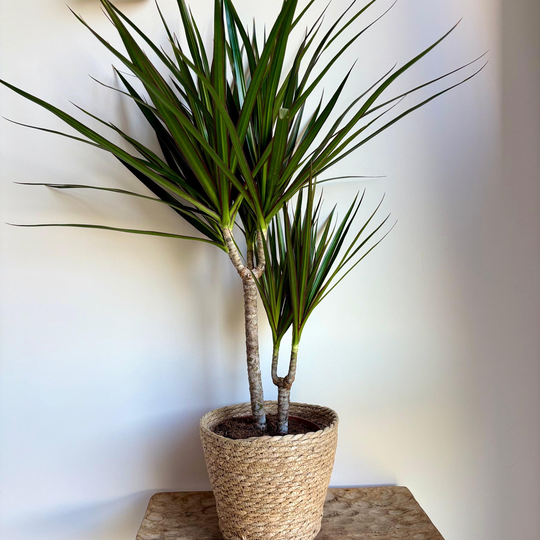 Dracena Marginata 2T/80CM