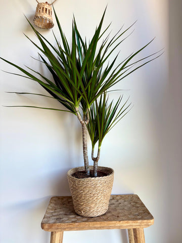 Dracena Marginata 2T/80CM