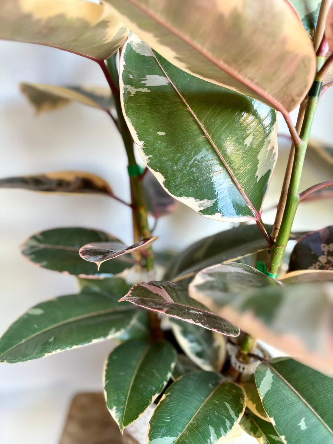 Ficus Ruby 3T/1M
