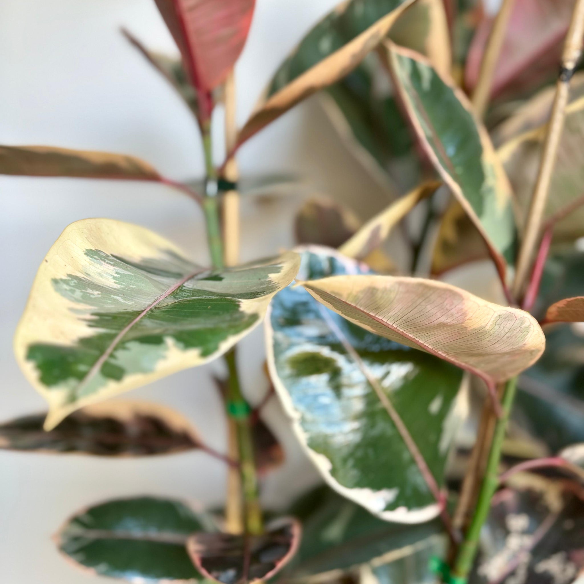 Ficus Ruby 3T/1M