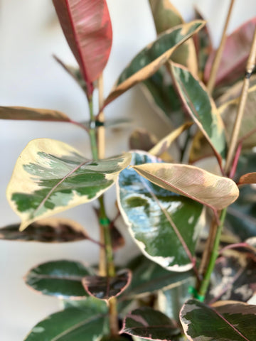 Ficus Ruby 3T/1M