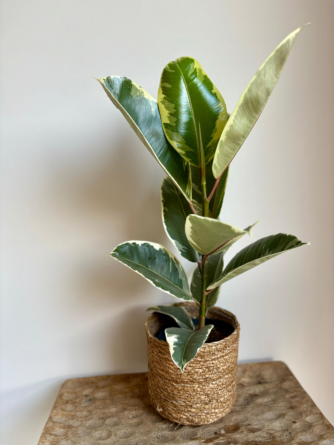 Ficus Elastica