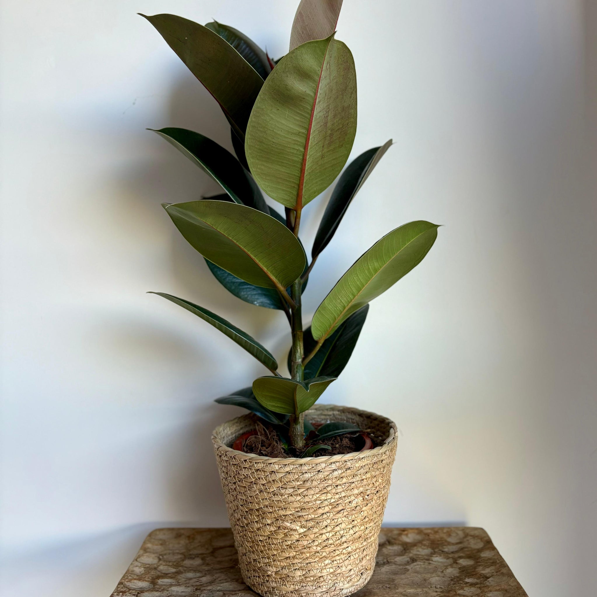 Ficus Robusta