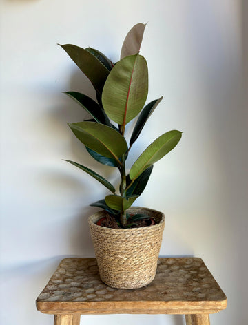 Ficus Robusta
