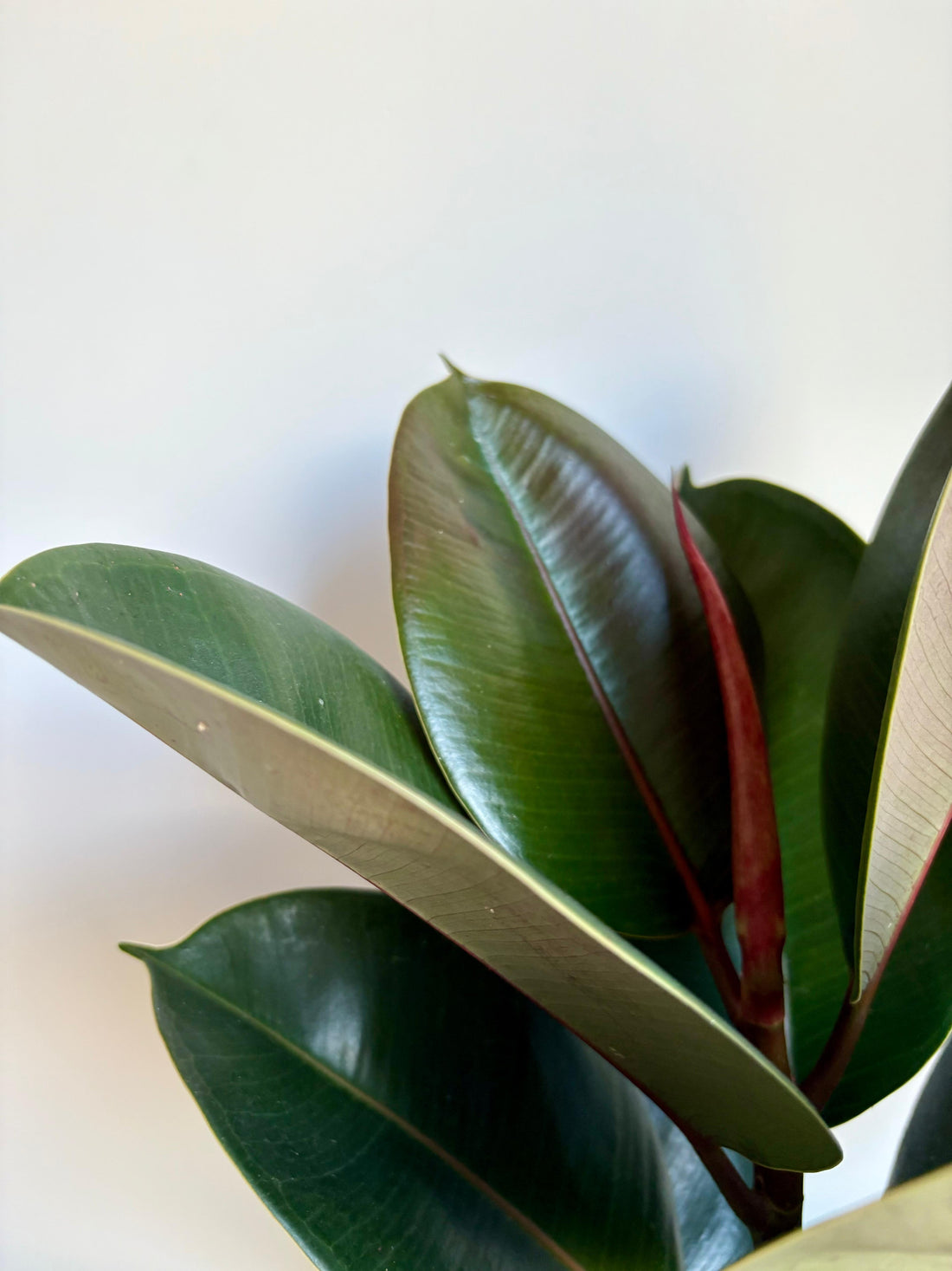 Ficus Robusta