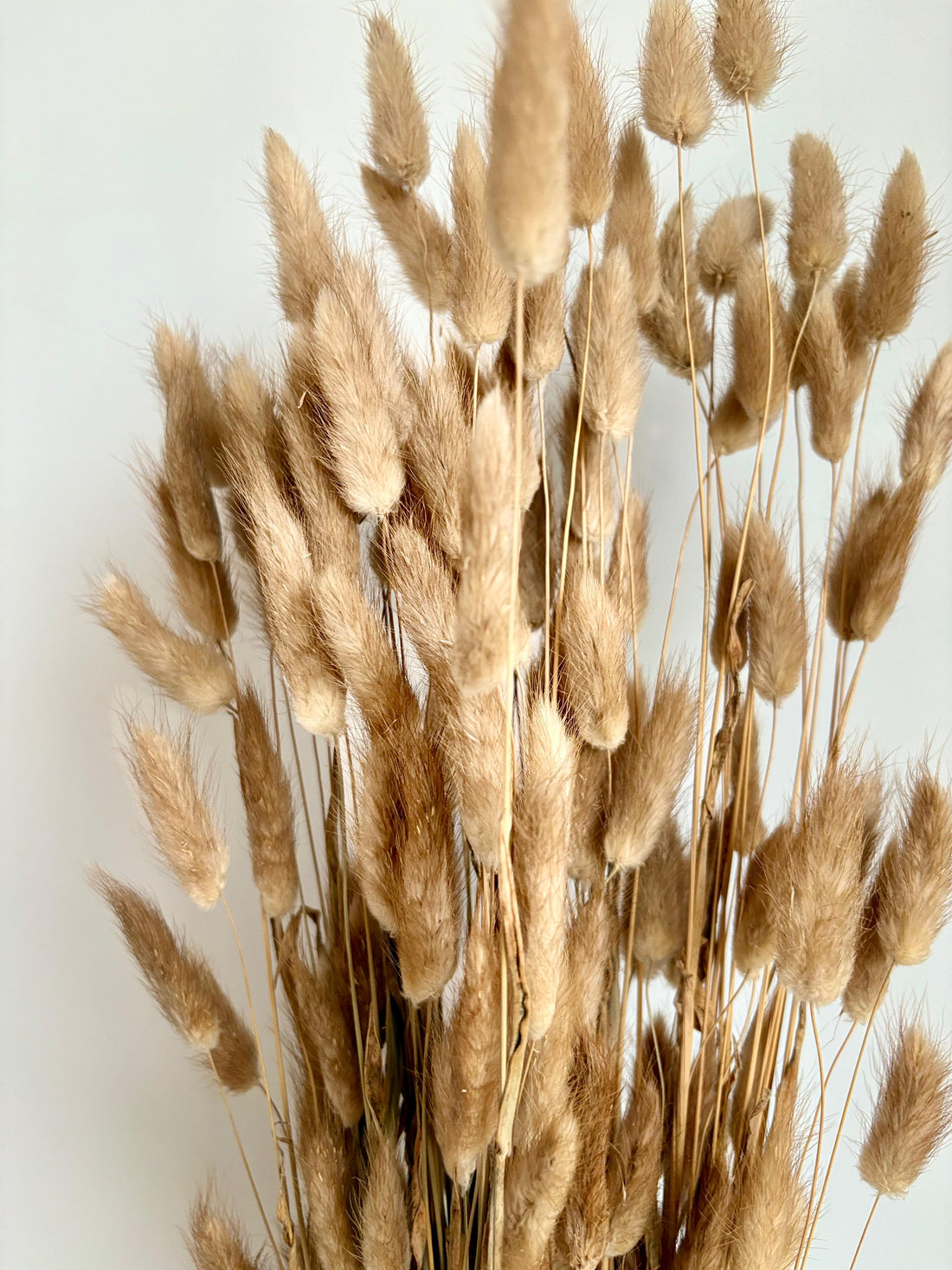 Lagurus Natural