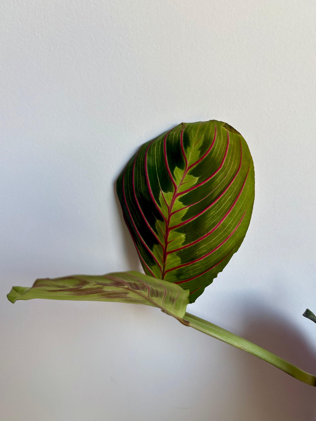 Maranta Fascinator