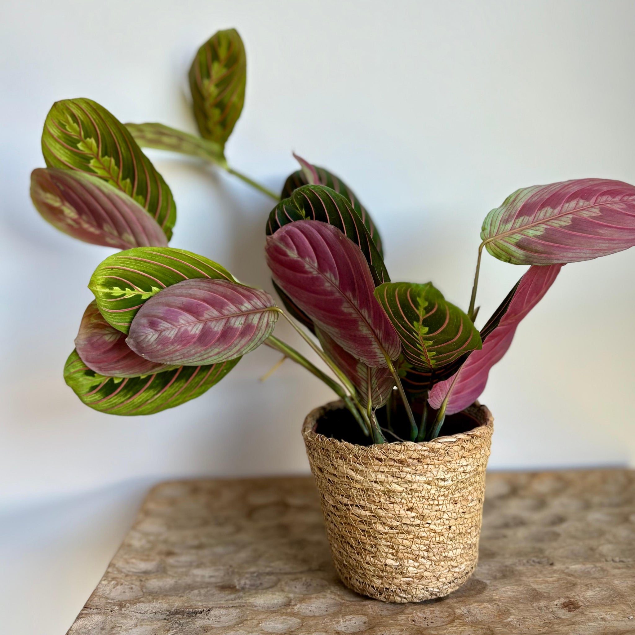 Maranta Fascinator