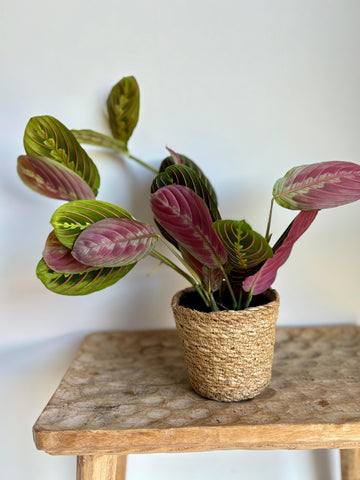 Maranta Fascinator