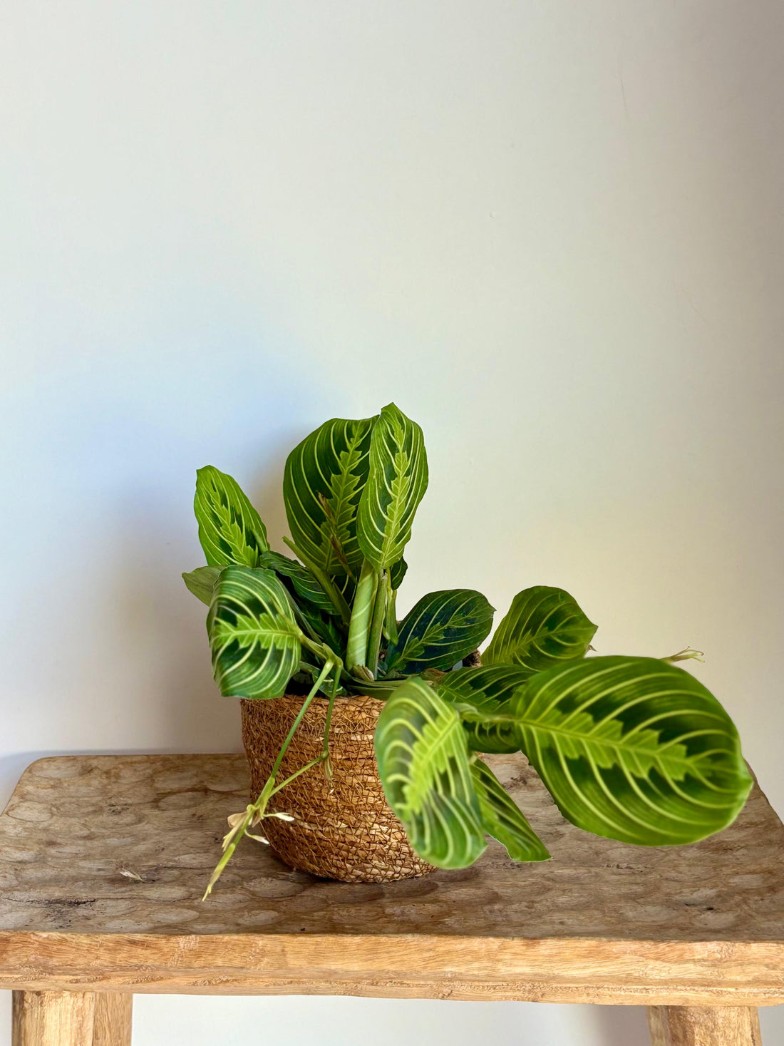 Maranta Leuconeura Lemon