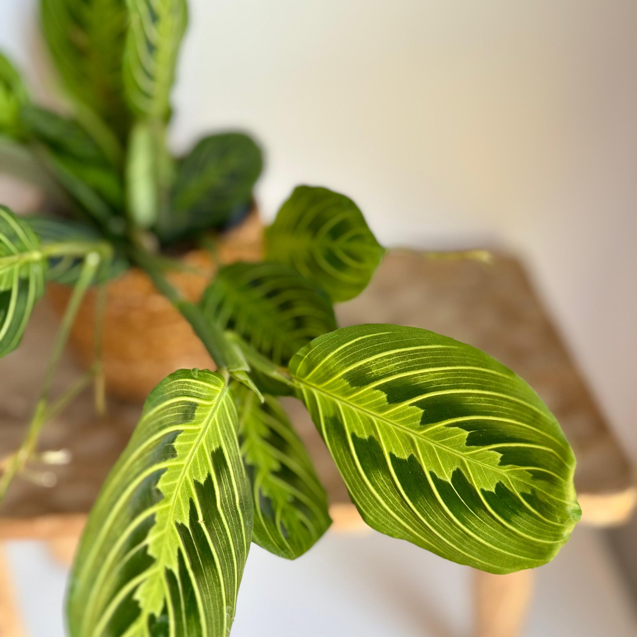 Maranta Leuconeura Lemon