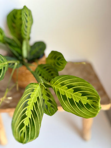 Maranta Leuconeura Lemon