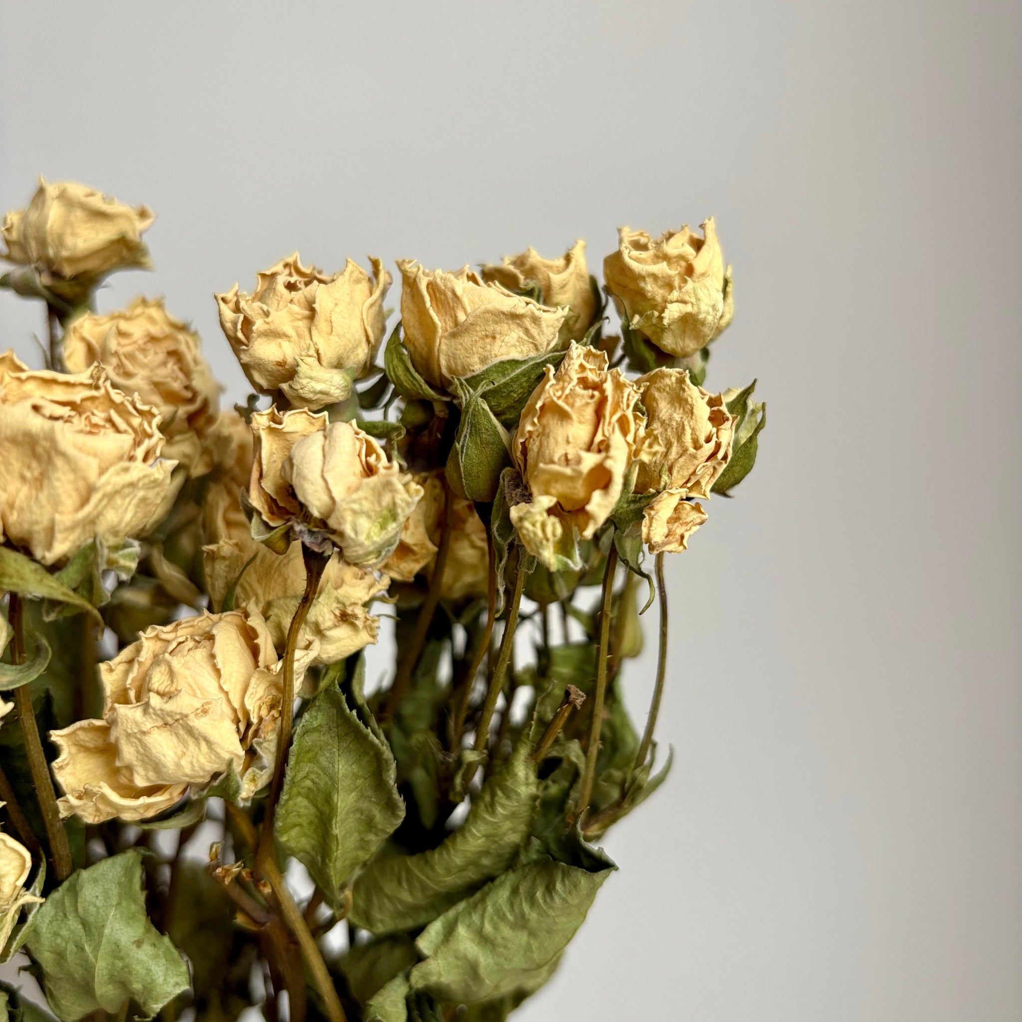 Rosas Mini Blanca Preservada