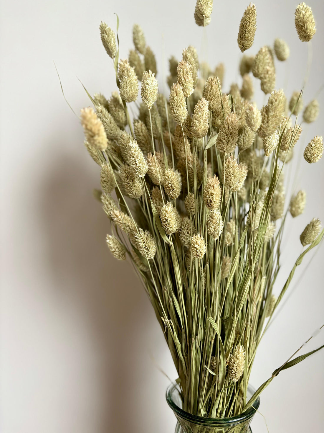 Phalaris Natural