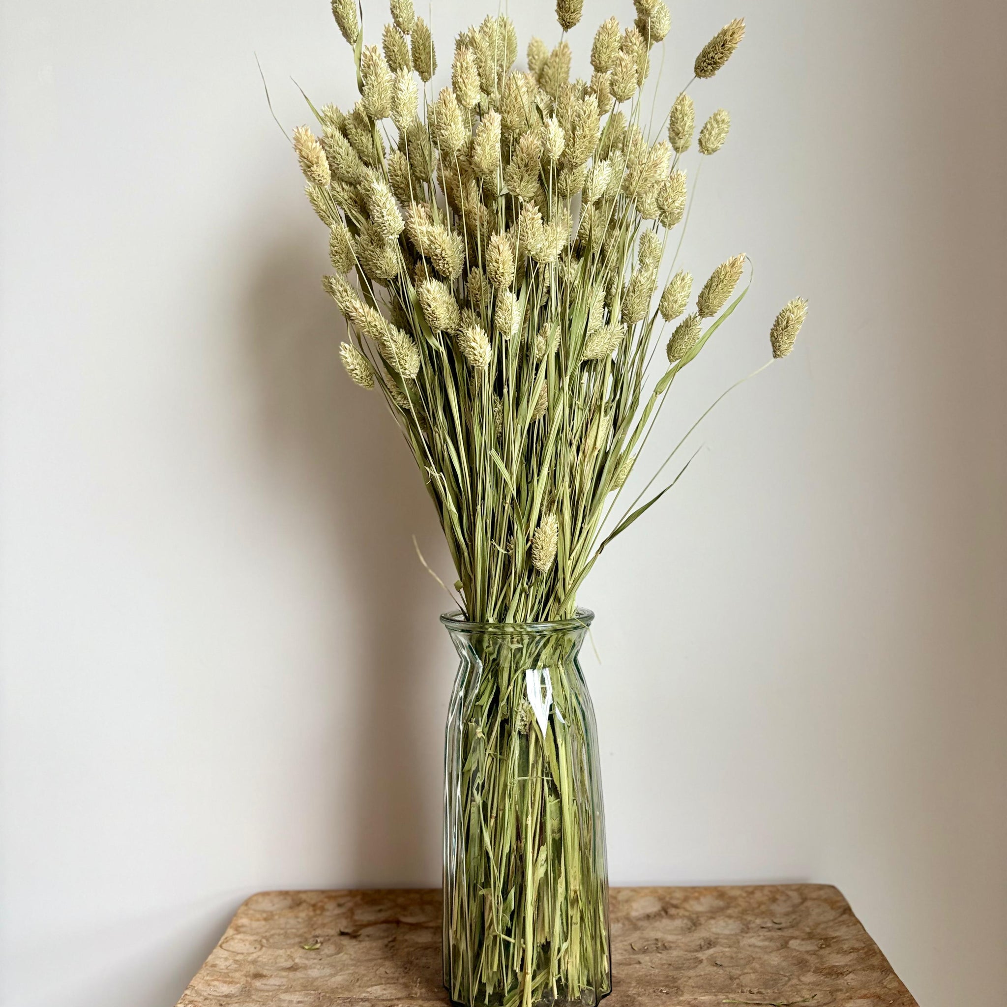 Phalaris Natural