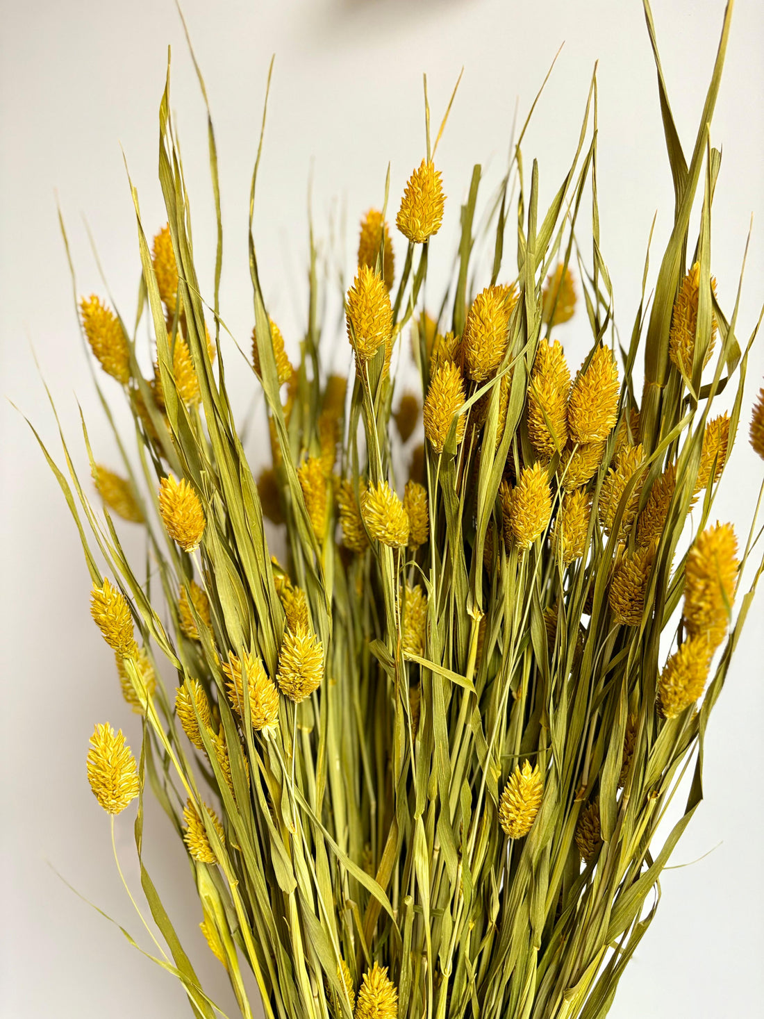 Phalaris Amarillo